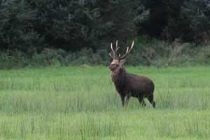 deer-stalking-packages-northern-ireland-04