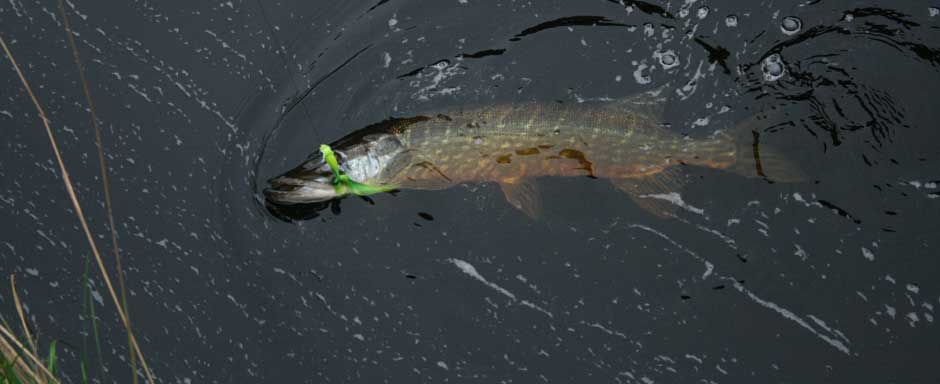 trout-salmon-pike-fishing-northern-ireland-02.jpg